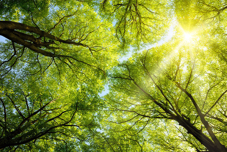 Sonnenlicht scheint durch Baumkronen